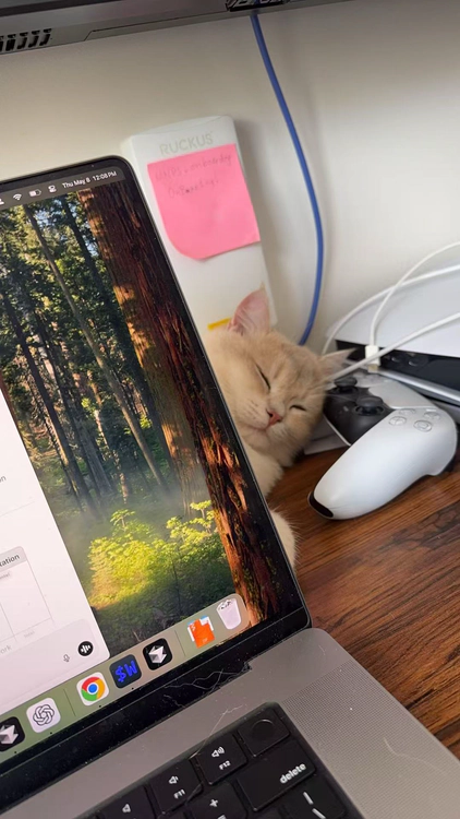 mino-sleeping.jpg