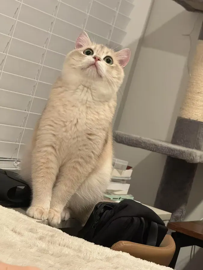 Mino looking up at the camera